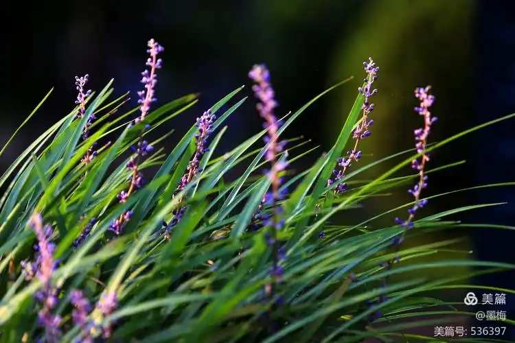 清新淡雅的麦冬花