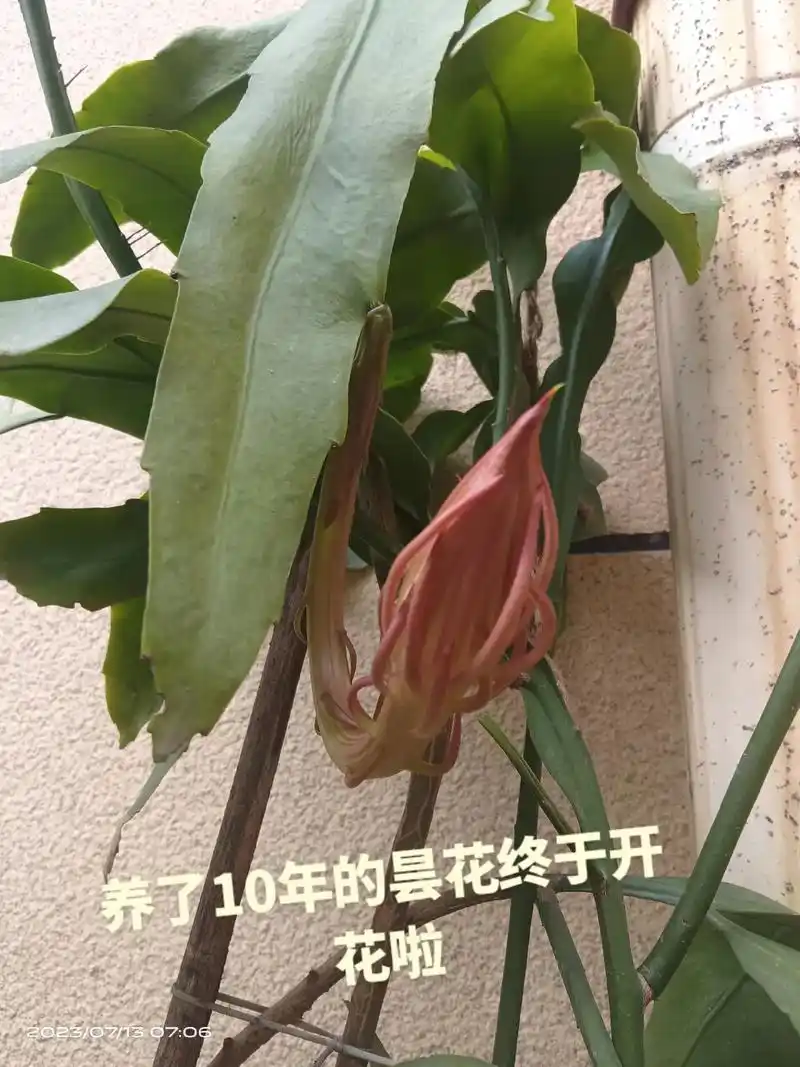 养了10年的昙花从一片叶子长成一大盆,终于开花了#实景拍摄效 - 抖音