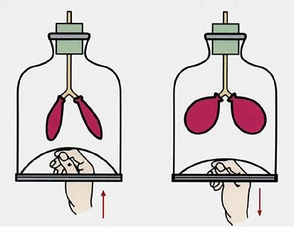 教材设计了演示实验《模拟膈肌的运动》,以下是该实验的模型: 其中