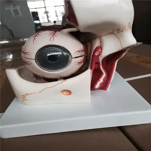 解剖3d模型,bix-a1062-a医学科学先进的人体白内障眼球模型 product
