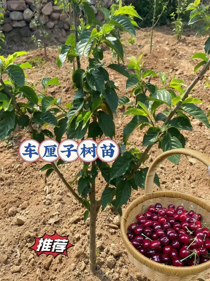 车厘子树苗.车厘子树苗,南方北方均可种植,它种植简单且产量高 - 抖音