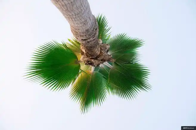 绿树夏天棕榈棕榈树最小最小的景观风景摄影图片图片壁纸