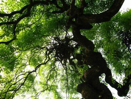 人们常说的指桑骂槐跟桑树槐树有关系吗