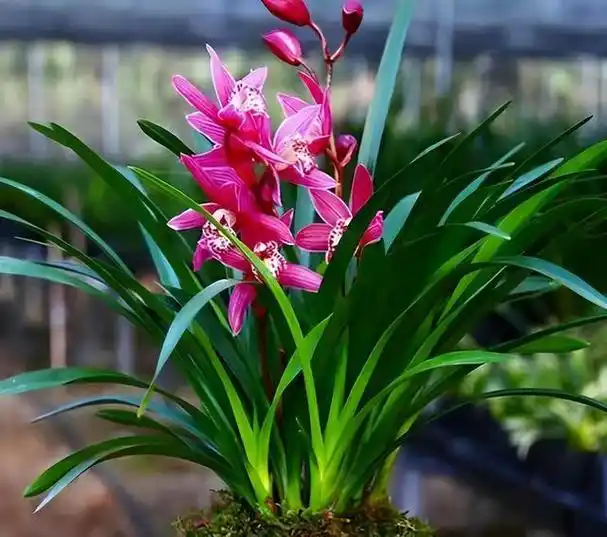 八大名贵兰花品种 名贵兰花