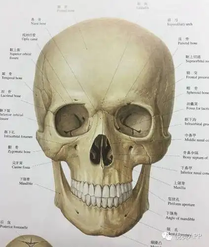 祭上标准头骨——美人看骨不看皮,骨相才是决定是否是真正美女的基础