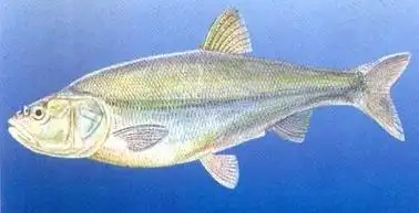 p>大鳍鱼(macrochirichthys  macrochiriu)又称月光暴牙,为鲤形目,鲤