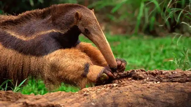 食蚁兽在吃白蚁时,会破坏它们的蚁丘,但工蚁会很快将洞口补上