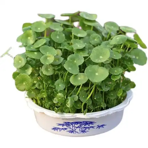 大叶铜钱草水培植物水养四季常青金钱草土培根茎绿植盆栽客厅庭院