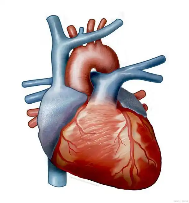 一文详细讲解心电图,心脏彩超,冠状动脉cta及介入的作用及区别