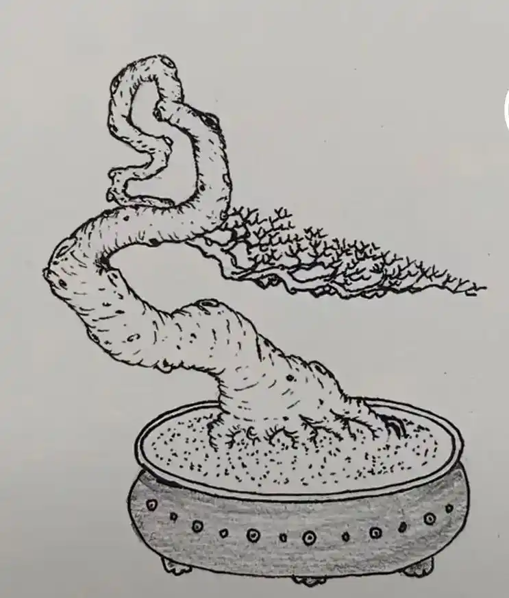 手绘盆景造型图