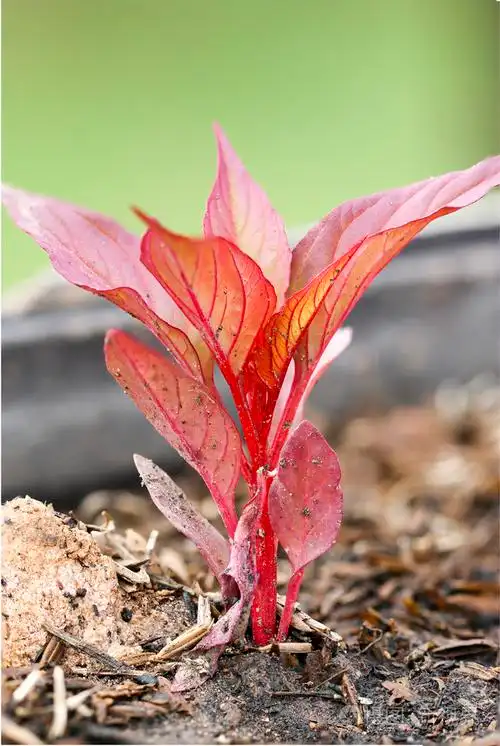 幼苗的鸡冠花鸡冠花