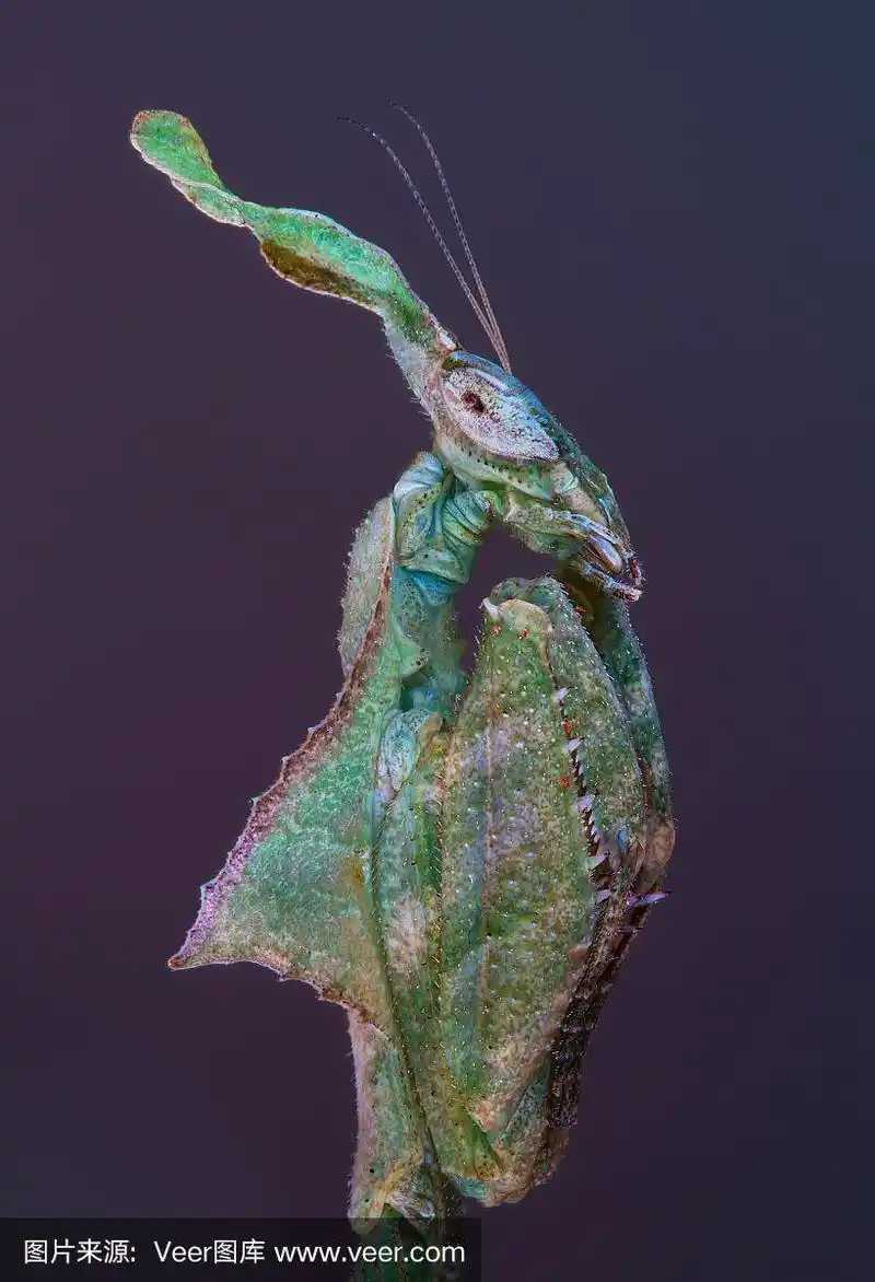 螳螂,鬼,无人,昆虫,自然