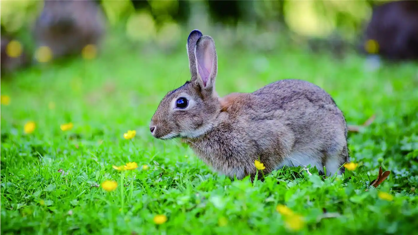 可爱的小兔子高清桌面壁纸