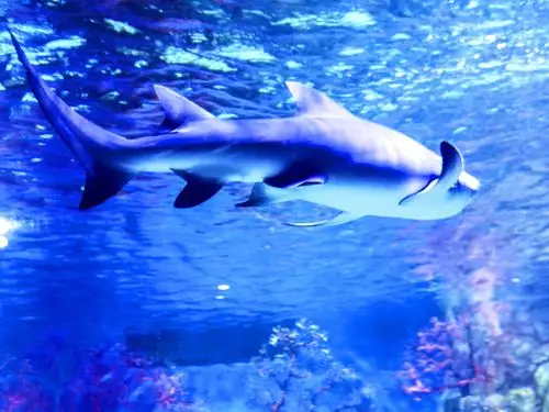 北海游记(2)--海底世界2020.11.