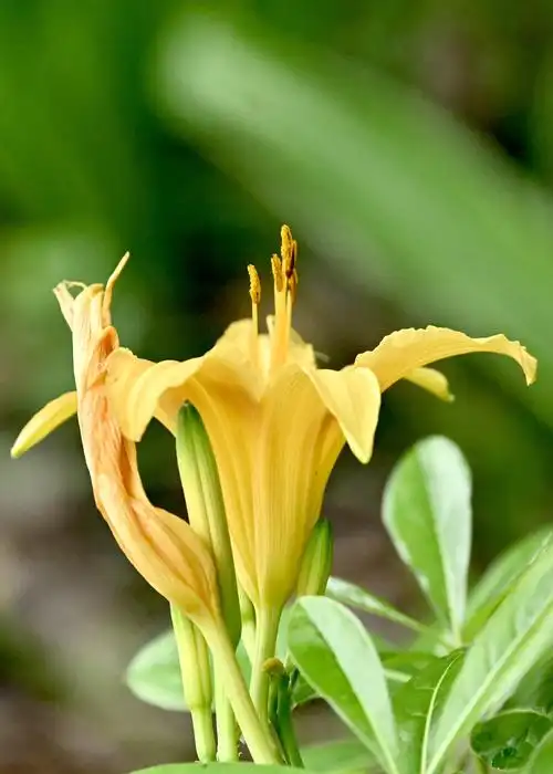 黄花萱草〔首发