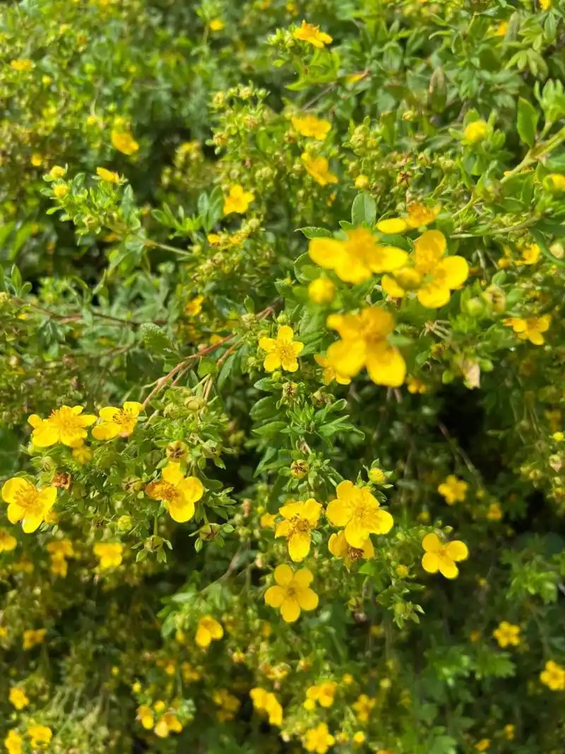 东北路边的那些野花——金露梅 金露梅别称金蜡梅,小小的灌木,和兴安