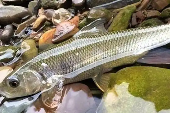 全国最贵的十大淡水鱼,你都知道哪几个呢?