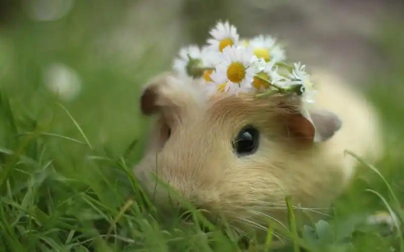来一张最萌的小动物图片