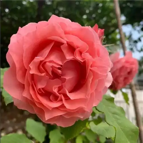 花开富贵头像 适合妈妈们用的高清好看花开富贵图片微信头像_微信头像