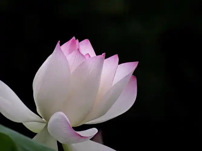 欣赏柔美的荷花高清植物图片大全分享