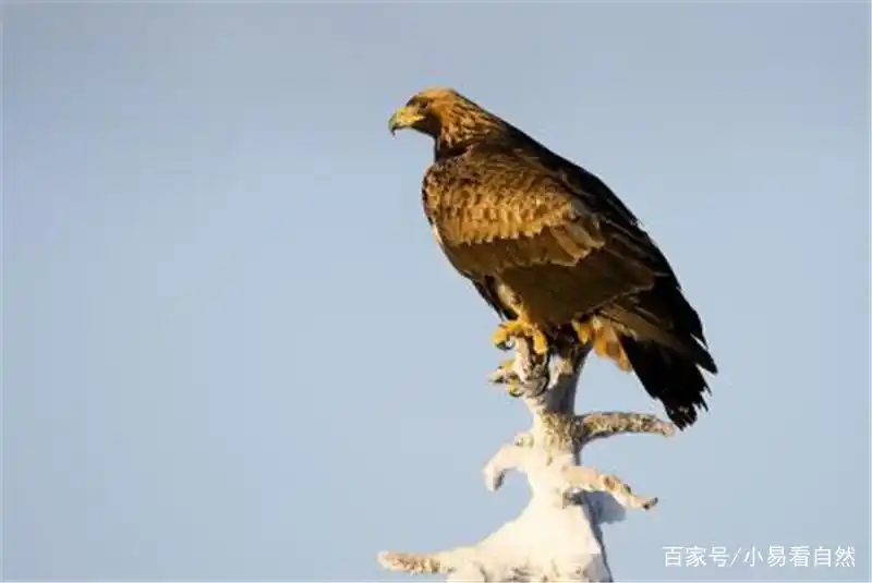 盘点三种飞行速度最快的鸟类,第一速度高达小时/390公里