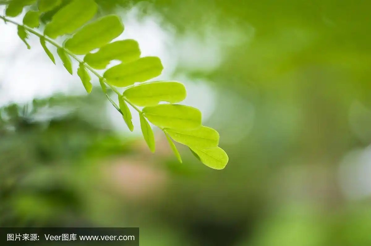 嫩叶为浅绿色,背景模糊,并复制空白文本