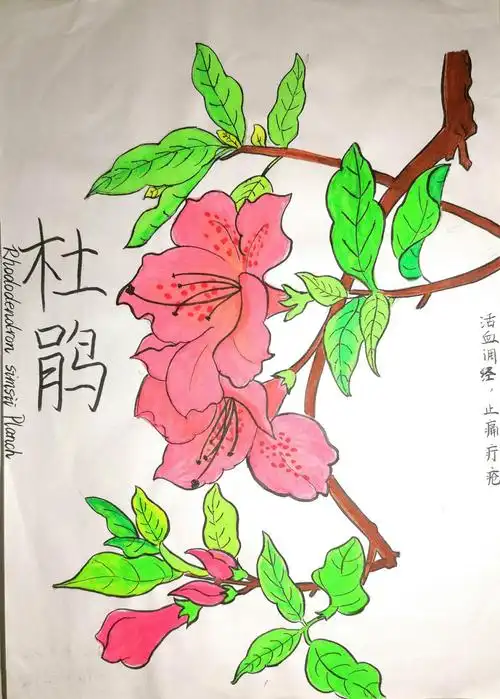 步骤2:《杜鹃》