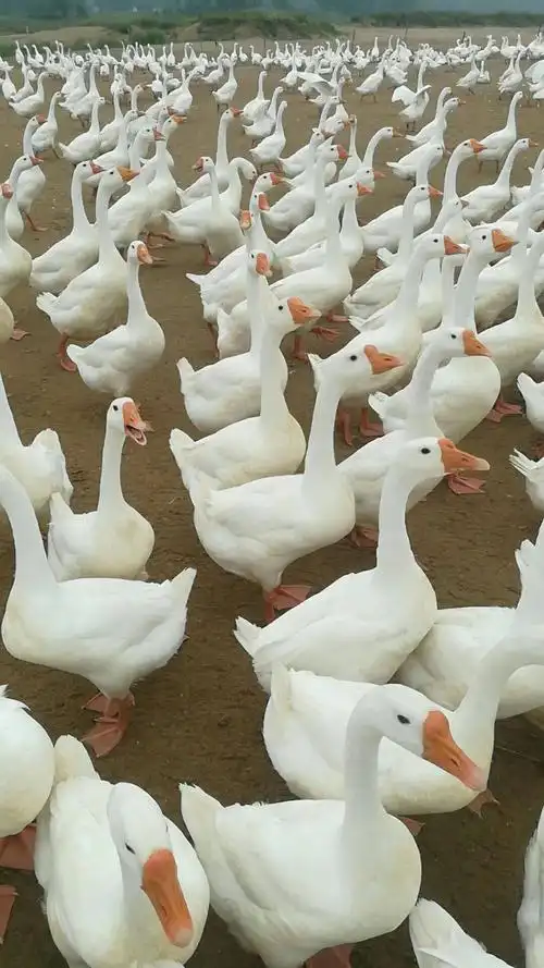 白鹅苗 白鹅混苗