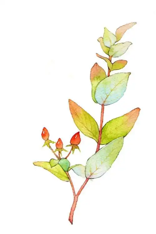 淡雅古风水彩植物手绘作品