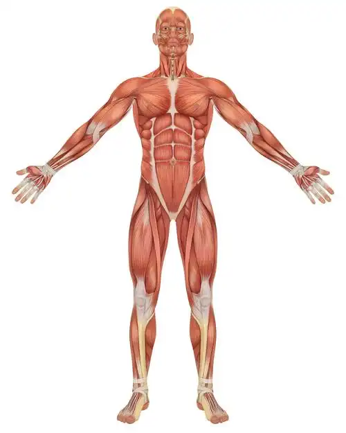 跑步中肌肉的平衡