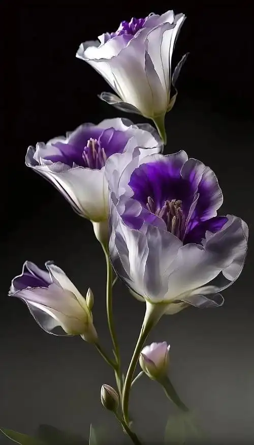 壁纸分享,紫色花卉高清手机壁纸