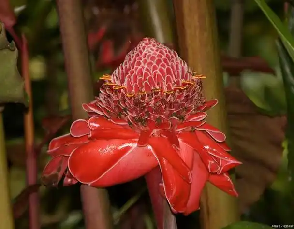 霸王花植物:魅力四溢的花中霸主
