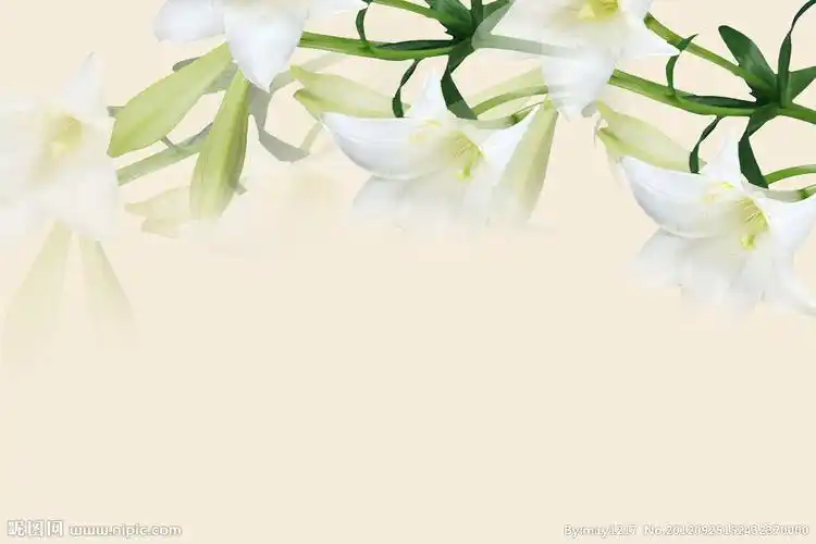 百合花背景图片