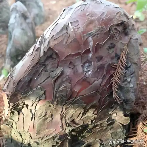 在自家后面的山上散步,无意间看到这些奇形怪状的石头!