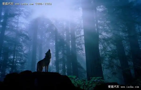狼壁纸[5],1999×1333