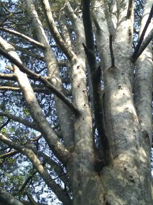 闲了 去黄柏树耍吧