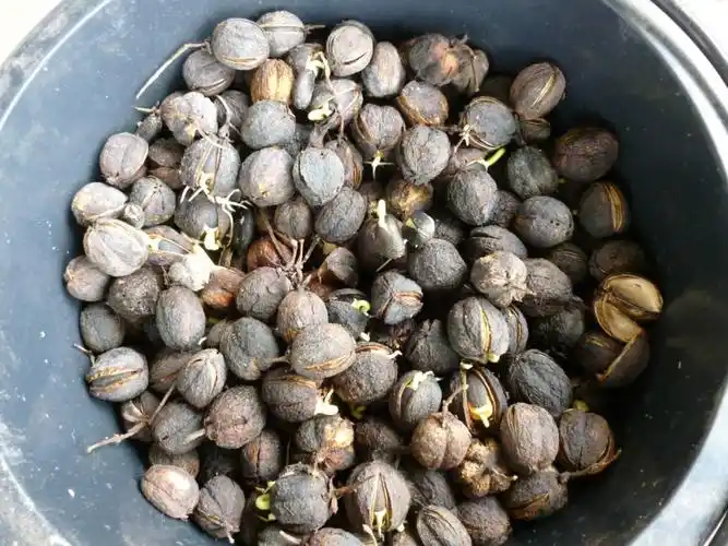 学长采了好多果实, 因为忙碌所以放到忘了–结果发了芽!