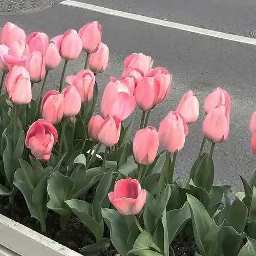 ins风微信qq背景图