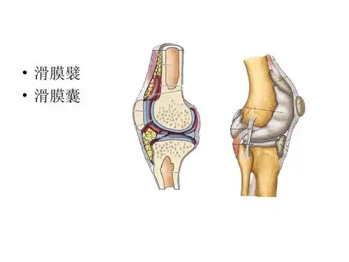 滑膜襞   滑膜囊