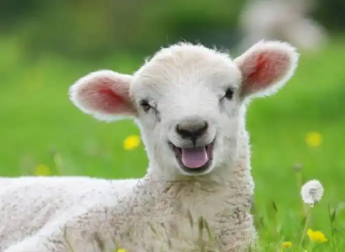 世界微笑日 | 你笑起来真好看!