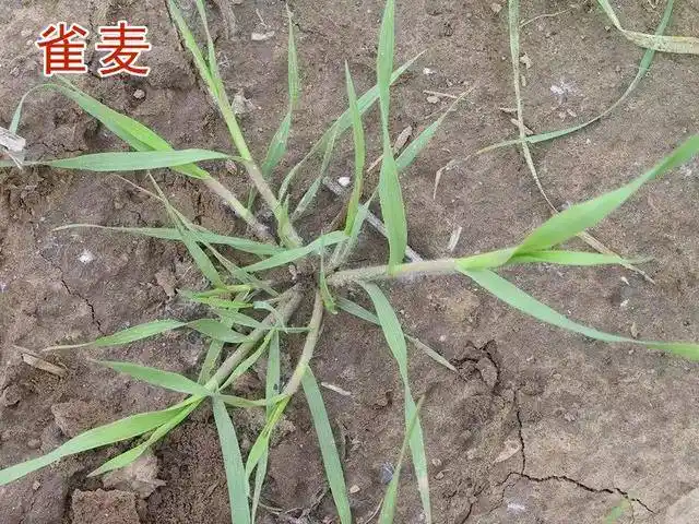 小麦田野麦子指的是什么杂草?哪些除草剂能够有效防治?