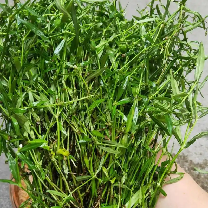 北京同仁堂 农家新鲜白花蛇舌草 百花蛇舌草中草药材 野生蛇利草 蛇总
