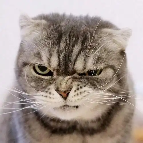 这只喵,眼神自带杀气,感觉每张都是表情包(ins:grumpy coco)