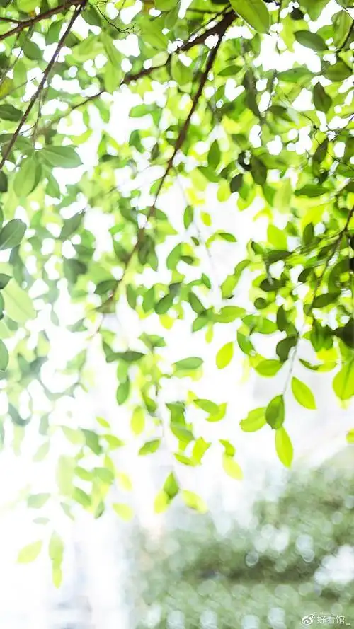 小清新系列壁纸手机壁纸小清新小清新图片唯美简约第134期