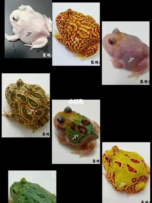 角蛙经过近几年的不断改良,品种,色系越来越丰富,也被越来越多的人