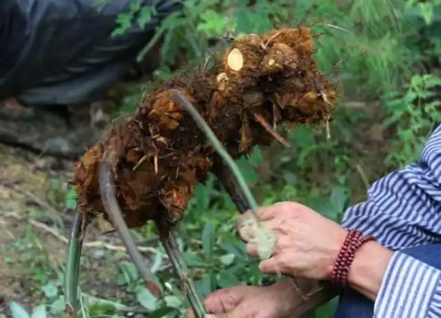 除此之外,很多地方的叫法都不同,比如:扶盖,金扶筋,金毛狮子,狗青,金