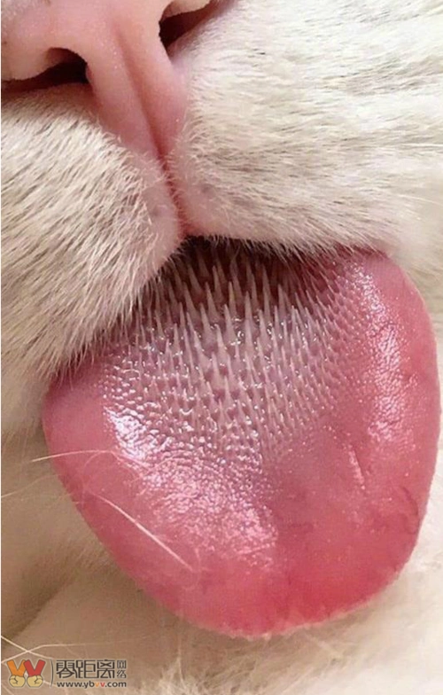 慎点手贱看了一下猫舌头的照片居然是这样的我承认被恶心到了