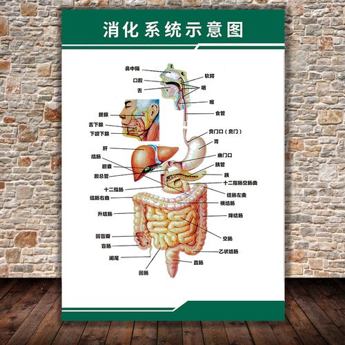 人体九大系统运动消化生殖泌尿神经解剖内脏骨骼肌肉医院医学挂图