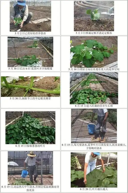 1 第1页 (共4页,当前第1页) 的相关文档搜索 相关文档 巨型南瓜生长
