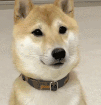 狗子点头表示赞同gif动图gif动图狗子赞同点头表情